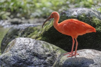 A scarlet ibis (Eudocimus ruber) stands on a stone lying in the shallow water of a riverbank