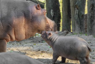 A baby hippopotamus (Hippopotamus amphibius) and its mother standing on a sandy riverbank in an