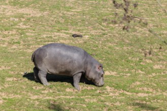 A hippopotamus or hippo (Hippopotamus amphibius), stands grazing on a dry meadow