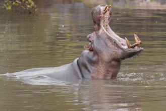 An adult hippopotamus (Hippopotamus amphibius) standing in shallow water with its mouth wide open