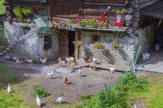 Chicken in the yard. Historical centre, Chiavenna, Valtellina, Lombardy, Italy, Europe