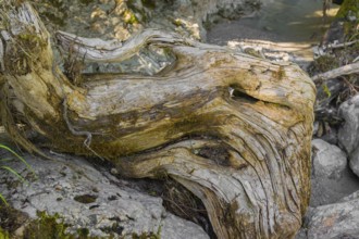 Driftwood, Rissbach creek, Eng valley, stones and flowing water