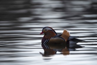 Mandarin duck (Aix galericulata), drake, in the water, with reflection, Heiligenhaus, North