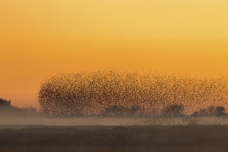 European starling murmuration, large flock of common starlings (Sturnus vulgaris) flying and