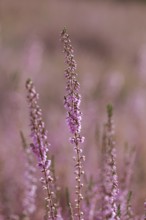 Close-up of flowering heather in the Lüneburg Heath, Lower Saxony, Germany, Europe