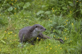 One Eurasian otter (Lutra lutra), resting in a field of yellow flowers (Ranunculus) and green