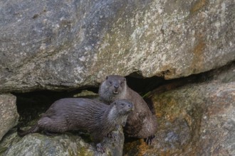 Two urasian otter (Lutra lutra), playing on a rock