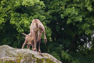 An adult female chamois (Rupicapra rupicapra) suckles her baby standing on a rock. A green forest