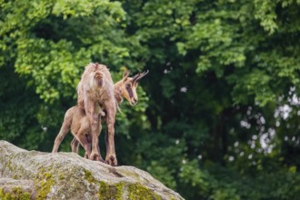 An adult female chamois (Rupicapra rupicapra) suckles her baby standing on a rock. A green forest