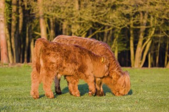 Two Highland calves (Bos primigenius) taurus) graze on a pasture at a forest edge