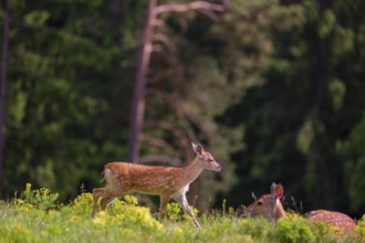 Sika deer calf (Cervus nippon) stands on hilly ground. A forest is in the background