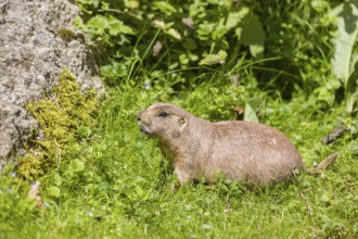 A black-tailed prairie dog sits on fresh green vegetation, searching for food on a bright sunny day