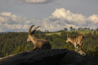 One adult male and one adult female ibex (Capra ibex) resting on hilltop. A bright green forest in