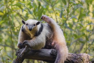 One southern tamandua (Tamandua tetradactyla), climbs up a tree in a forest