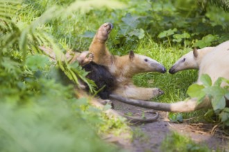 One southern tamandua (Tamandua tetradactyla), standing tall, in defensive position