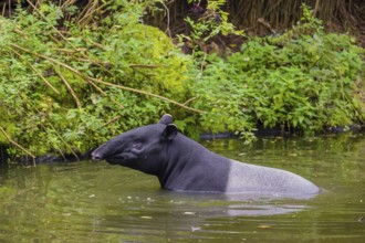 A Malayan tapir (Acrocodia indica) stands in the shallow waters of a river