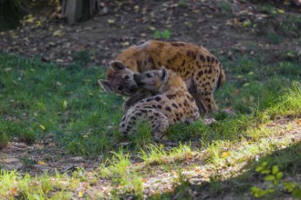 Two spotted hyenas (Crocuta crocuta), or laughing hyena meet and greet each