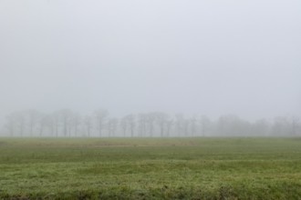 Autumnal wintry foggy landscape with dense fog Field on the horizon Row of trees Trees without