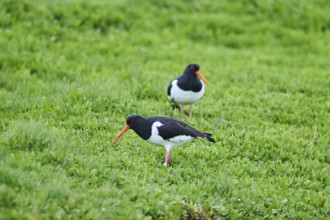 Eurasian oystercatcher (Haematopus ostralegus) on a meadow, wildlife, Helgoland, Germany, Europe