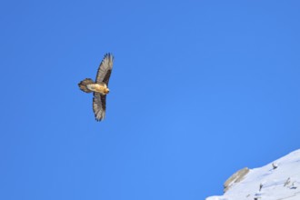 Bearded vulture (Gypaetus barbatus), flying majestically in the blue sky over snow-covered terrain,