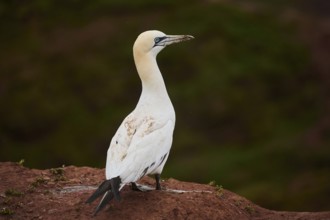 Northern gannet (Morus bassanus) standing on the ground, wildlife, Heligoland, Germany, Europe