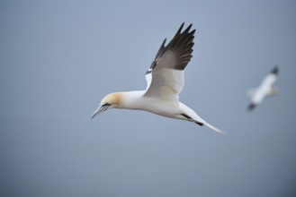 Northern gannet (Morus bassanus) flying over the sea, wildlife, Heligoland, Germany, Europe