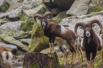 Two male European mouflons (Ovis aries musimon) stand on a rocky slope