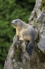 Alpine marmot (Marmota marmota), sitting on rocks, Switzerland, Europe