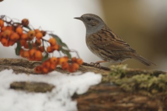 Hedge dunnock (Prunella modularis) on the red berries of the firethorn (Pyracantha) at the winter