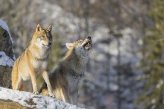 Two grey wolves (Canis lupus lupus) stand on a snow-covered hill between a rock and a fallen tree