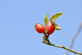 Ripe rosehip fruit of the dog rose (Rosa canina) on a branch, Wilnsdorf, North Rhine-Westphalia,