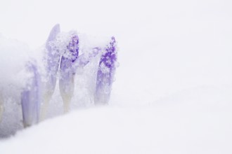 Crocuses with snow, February, Germany, Europe