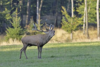 Red deer (Cervus elaphus) during the rutting season, a large stag roaring in a forest clearing,