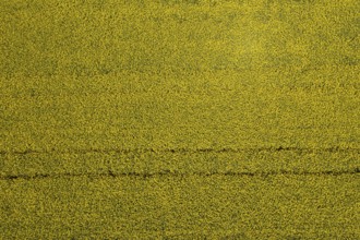 Drone image of a rape field in summer, from above, agricultural landscape, Innviertel, Upper