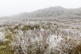 Dune landscape with hoarfrost in the fog, Norderney, Lower Saxony, Germany, Europe