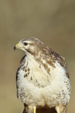 Buzzard (buteo buteo), light-coloured variant, light morph, side view, animal portrait, wildlife,