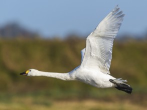 Tundra Swan, Bewick's Swan, Cygnus columbianus in flight at winter in Slimbridge, England, United