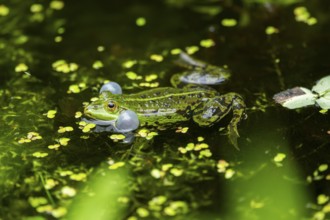 Edible frog (Pelophylax esculentus) in a little lake in the water, Bavaria, Germany, Europe