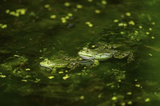 Edible frog (Pelophylax esculentus) in a little lake in the water, Bavaria, Germany, Europe