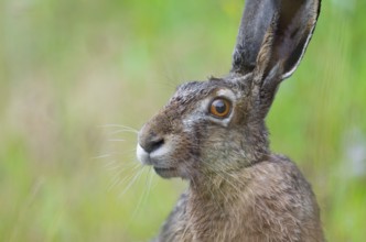 European hare (Lepus europaeus) portrait, wildlife, Thuringia, Germany, Europe