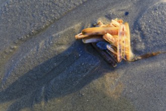 Pile of razor clams (Ensis ensis) on the west beach of Norderney, Lower Saxony, Germany, Europe