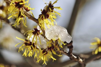 Flowering witch hazel (Hamamelis) with snow, winter, Germany, Europe