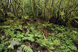 Laurel forest, cloud forest, Anaga Mountains, Tenerife, Canary Islands, Spain, Europe