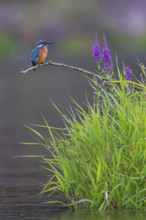 Common kingfisher (Alcedo atthis) Indicator for clean watercourses, juvenile bird, habitat, flying