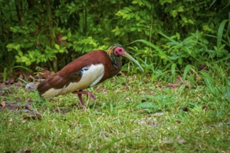 Crested ibis in the rainforests of Andasibe National Park in eastern Madagascar