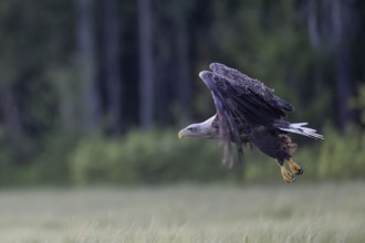 White-tailed eagle (Haliaeetus albicilla) in flight