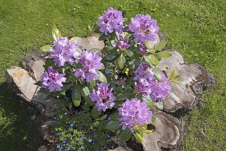 Flowers, Rhododendron, Catawbiense Grandiflorum, Blossoms, Federal Republic of Germany