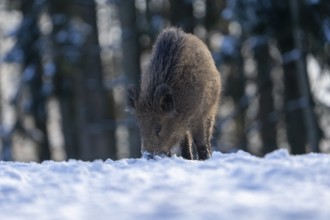 Wild boar (Sus scrofa), in the snow, Vulkaneifel, Rhineland-Palatinate, Germany, Europe