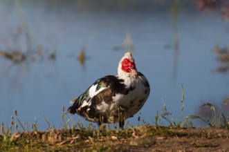 Duck standing on a lake shore with calm water and vegetative surroundings, Muscovy Duck, Muscovy