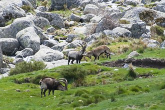 Two wild goats fighting side by side while another wild goat grazes, Gredos ibex (Capra pyrenaica